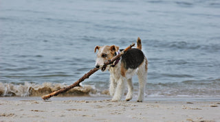 A wire fox terrier carrying a big stick near the water on a beach