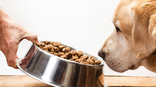 Yellow Lab Sniffing A Bowl of Dog Food