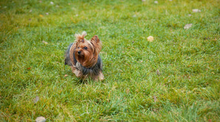 A healthy, happy Yorkshire Terrier playing in a green field
