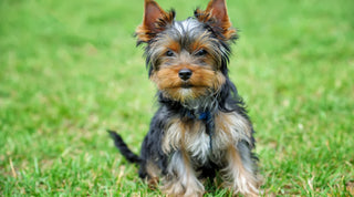 A healthy yorkshire terrier sitting on a healthy green lawn