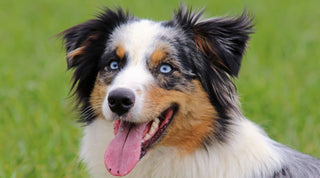 Australian Shepherd smiling with tongue hanging out
