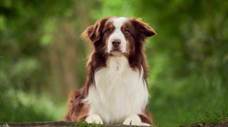 A brown and white Australian Shepherd sitting in front of a group of trees