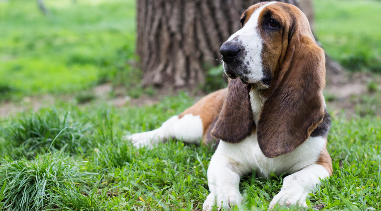 Maximizing the Lifespan of Your Basset Hound Tips for Longevity Neo