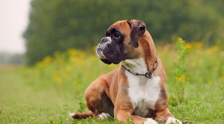 Brown and white boxer sitting in a grassy field