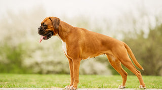 Boxer with healthy skin and coat