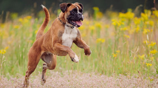 A brown boxer dog jumping through a meadow