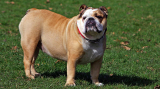 Bulldog on a grassy field