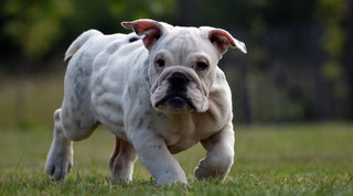White bulldog running across a green field