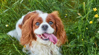 Cavalier King Charles Spaniel with its tongue out sitting on grass