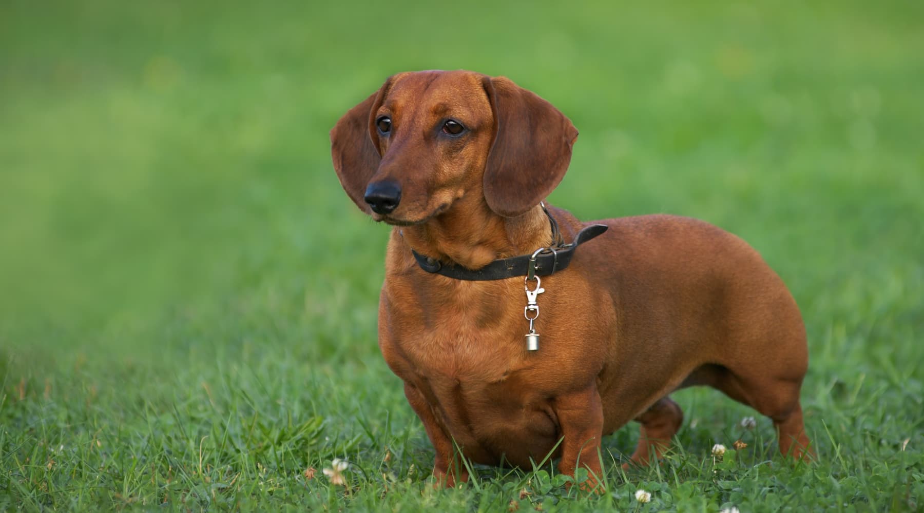 Maximizing Longevity in Dachshunds: Simple Tips for a Longer Life – Neo ...