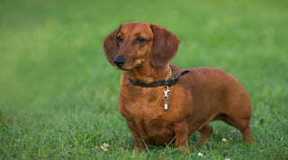 Dachshund standing in a green field