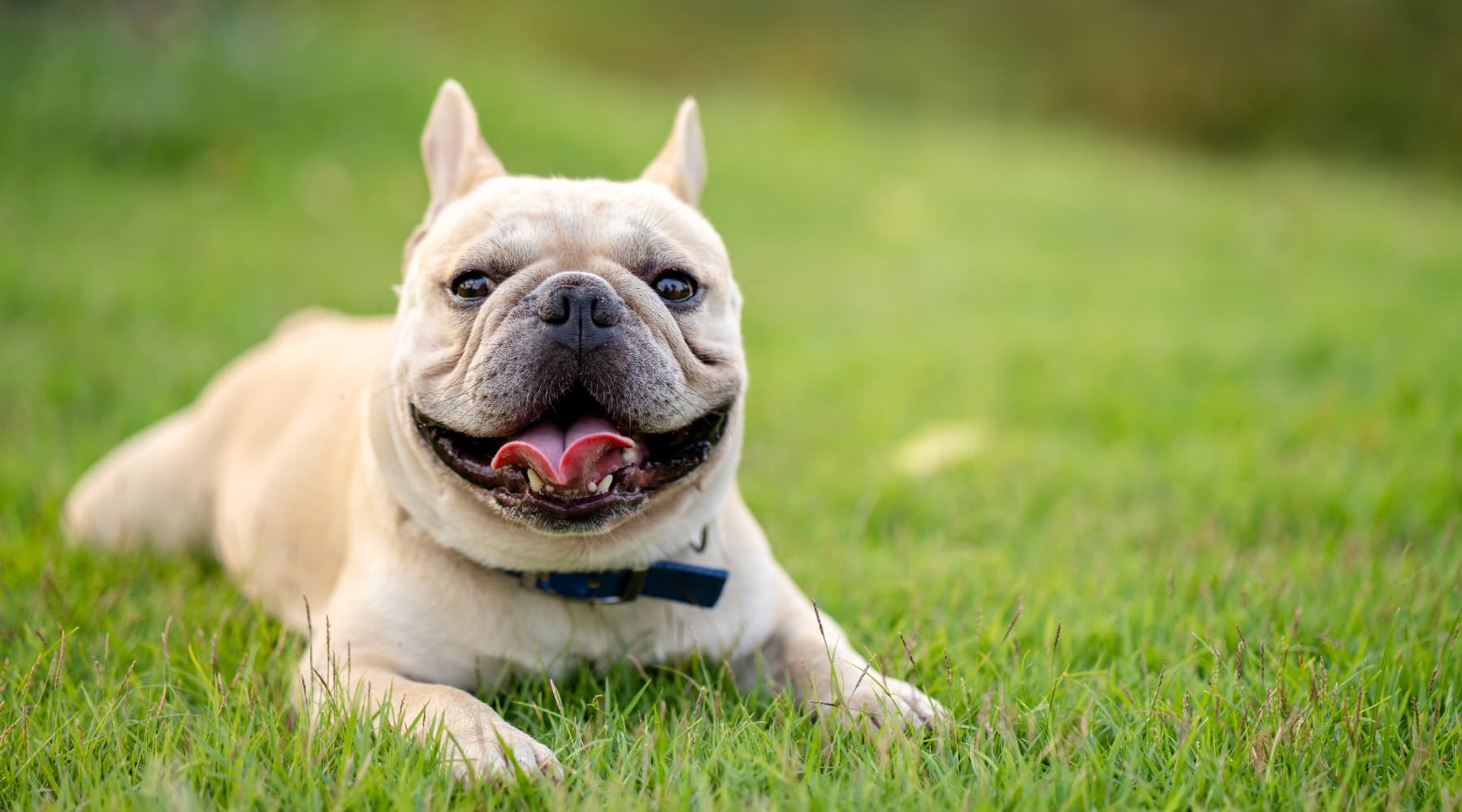 5 Tips for Enhancing Digestive Health in French Bulldogs Neo Bites