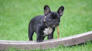 Black French Bulldog with a stick in its mouth