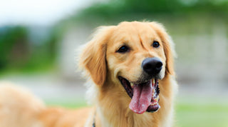 Golden Retriever with tongue hanging out