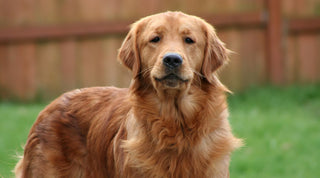 Golden Retriever on a grassy lawn with a wooden fence in the background