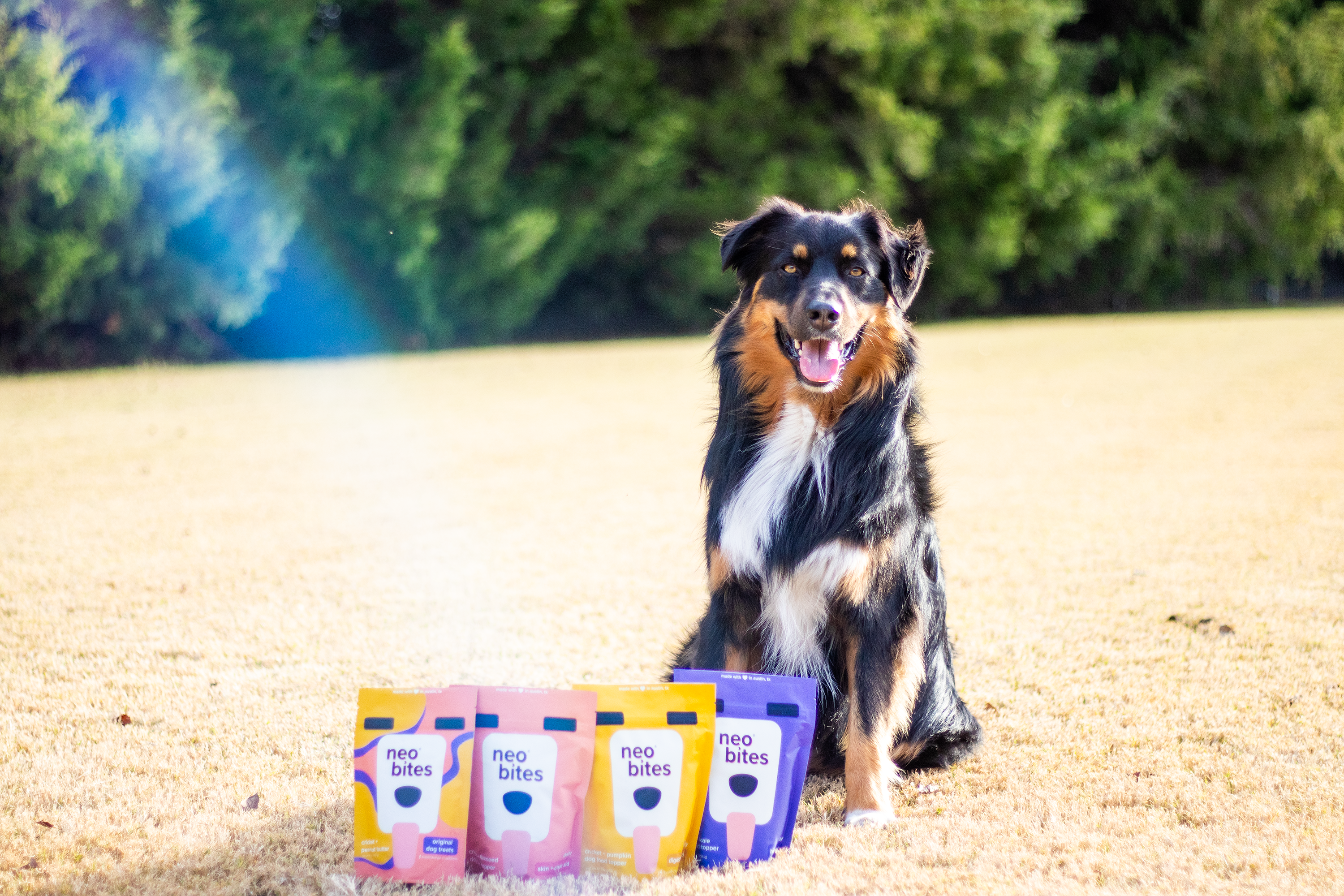 The Pet Food Industry is Destroying the Planet – Neo Bites