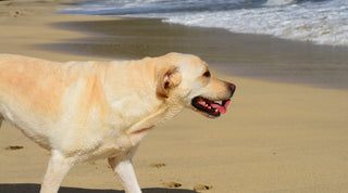 Yellow Labrador Retriever Walking Across A Beach