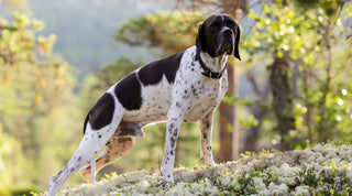 Brown and white pointer in wooded area