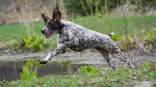 White and brown pointer running through a creek