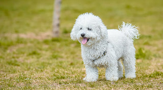 White Poodle on a grassy field