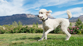 White poodle running across a green field