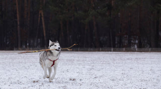 Siberian Husky Running With Stick