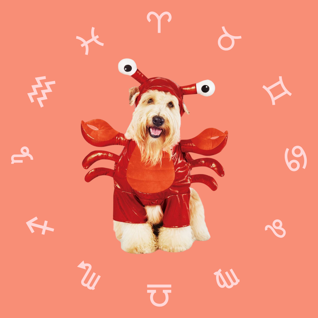 What Halloween Costume Your Dog Should Get Based On Their Astrology Sign