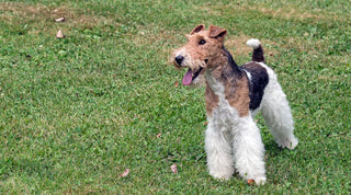 Wire Fox Terrier on a grassy lawn