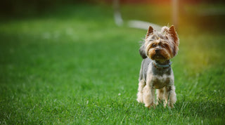 Yorkshire Terrier in a grassy lawn