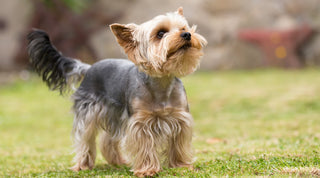 Yorkshire Terrier on a grassy green lawn