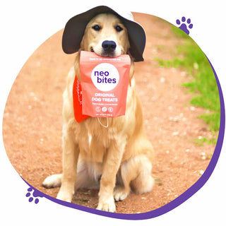 Dog on a dirt path wearing a hat holding a bag of Neo Bites original dog treats in its mouth