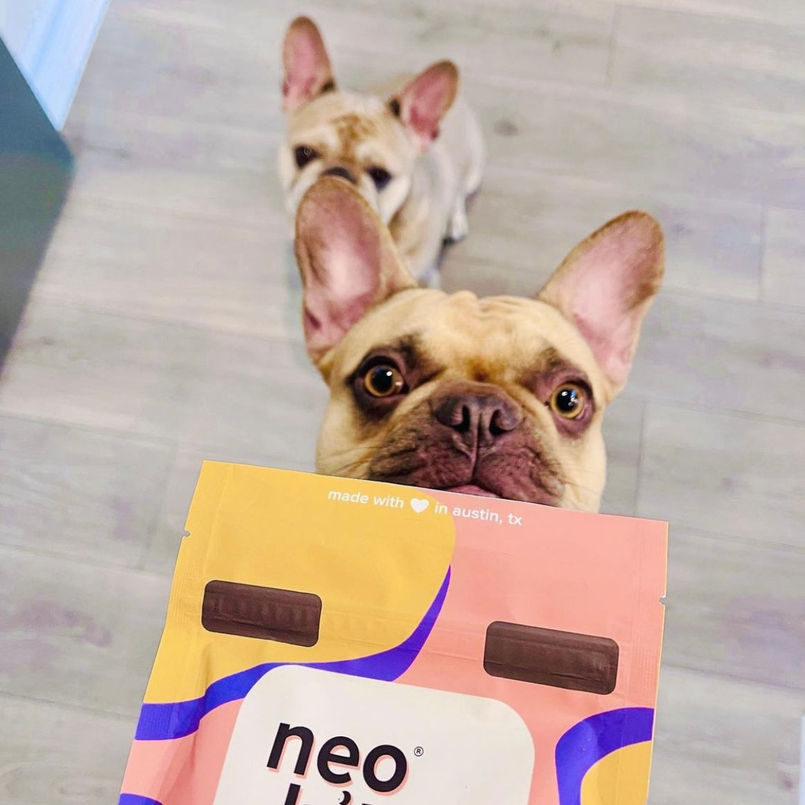 Two French Bulldogs Waiting For Neo Bites Original Dog Treats